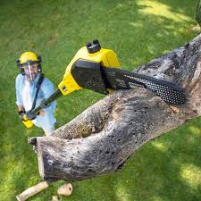 How Our Tree Care Process Works  in  Yamhill, OR